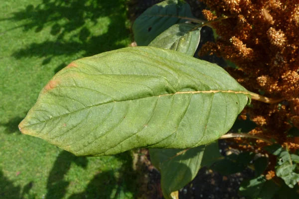 Leaf of Amaranthus hypochondriacus at Cambridge University Botanic Garden