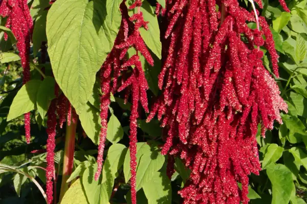 Amaranthus caudatus at the Jardin des Plantes in Paris