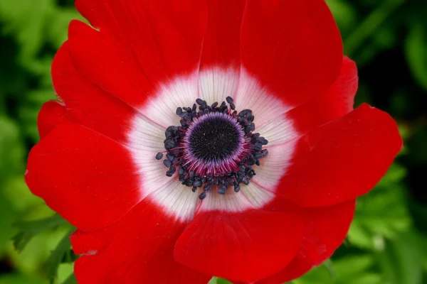 Red garden anemone flower