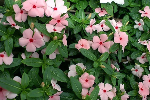 Annual vinca Cooler Apricot flowers