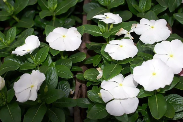 Annual vinca Cooler Coconut flowers