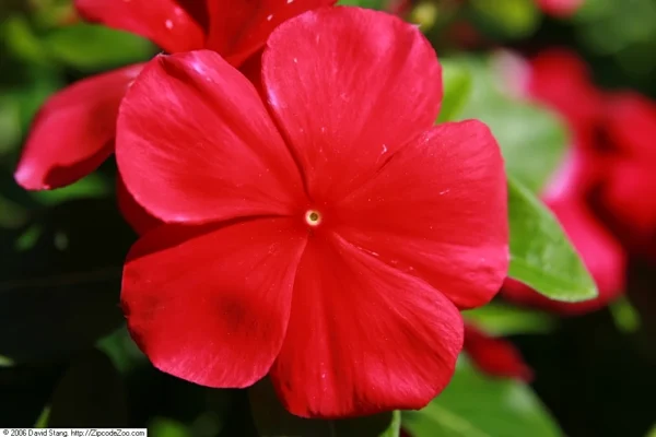 Annual vinca Pacifica Dark Red flowers