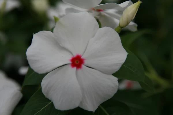 Annual vinca Titan Polka Dot flowers