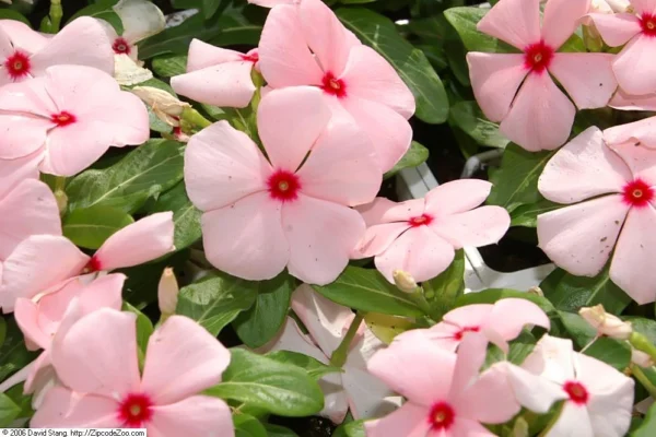 Catharanthus roseus Cooler Apricot in flower