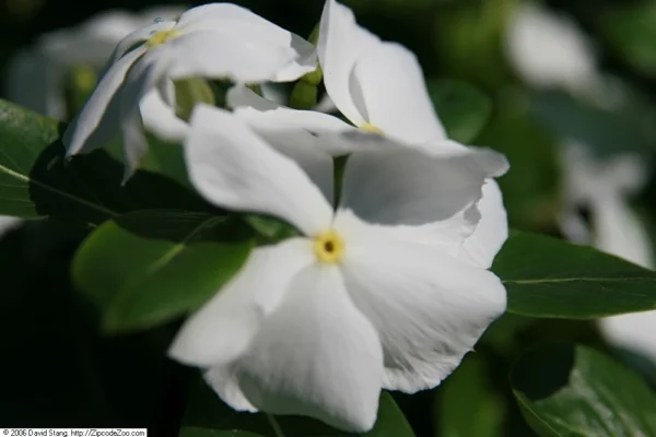 Catharanthus roseus Cooler Coconut growing in a nursery display
