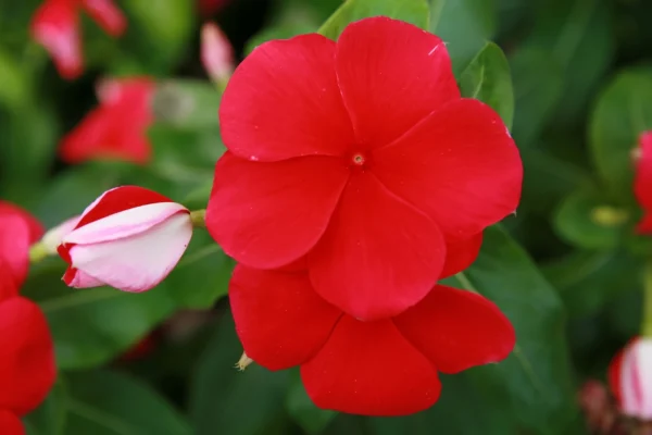 Catharanthus roseus Pacifica Dark Red plant