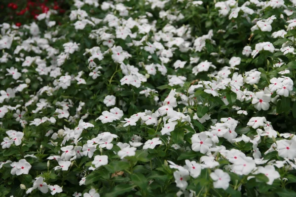 Catharanthus roseus Titan Polka Dot growing in a nursery