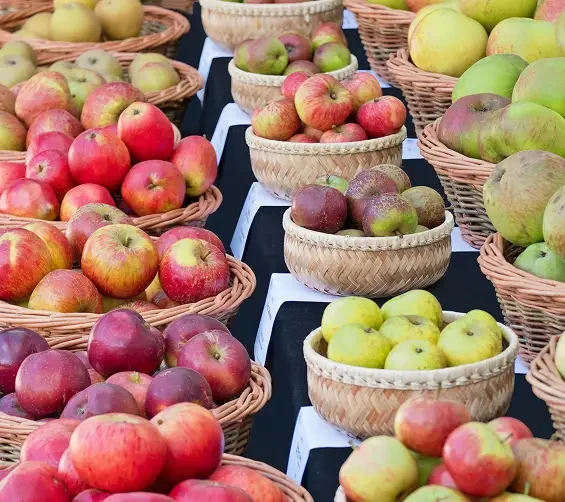 Baskets of red, green and yellow apples at a market