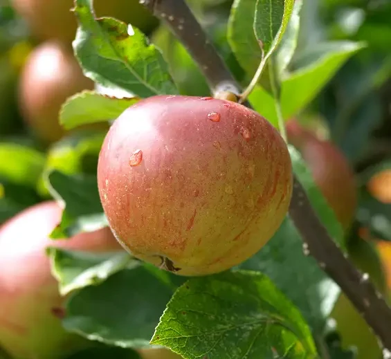 A red apple growing on a leafy branch