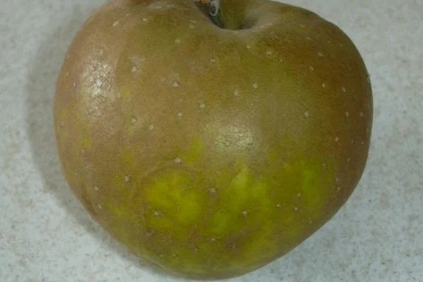 An Egremont Russet apple with golden brown russet skin