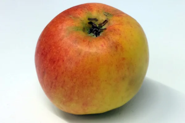 A James Grieve apple photographed at an apple festival