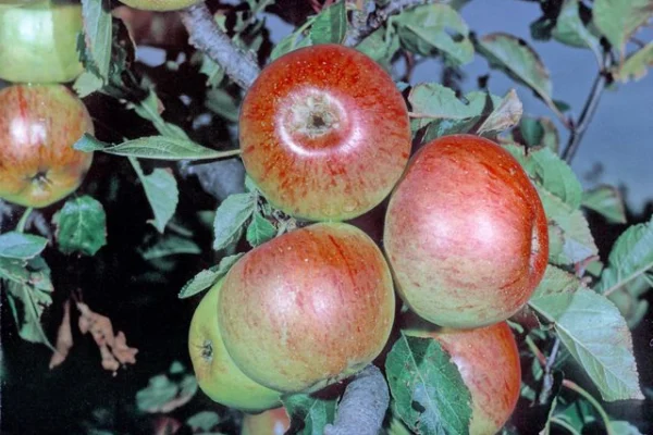 Sunset apples ripening among leaves at the National Fruit Collection