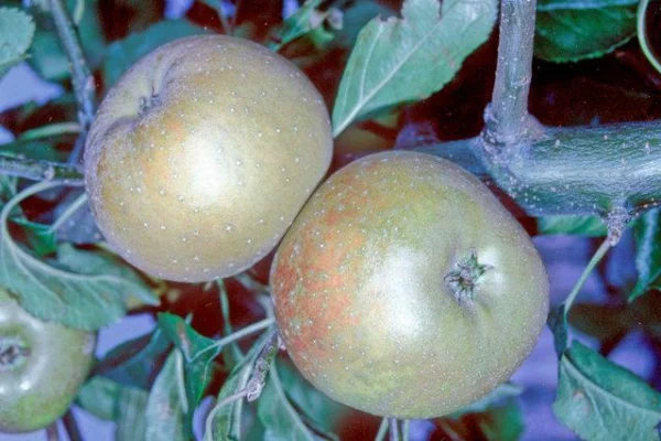 Egremont Russet apples growing among green leaves