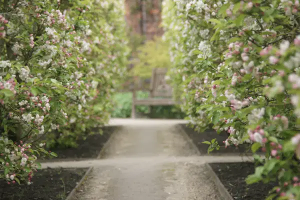 Trained apple branches at Alnwick Garden in Northumberland