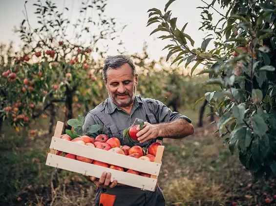 A man holding a crate of red apples in an orchard
