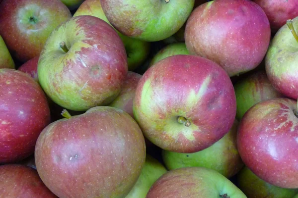 Fiesta apples with red stripes over yellow green skin