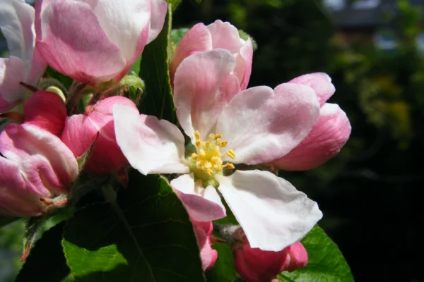 Pink and white apple blossom opening in spring