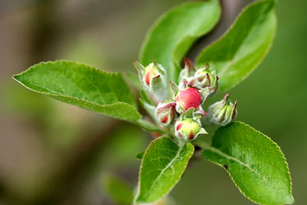 Developing flower buds and young leaves on a Discovery apple