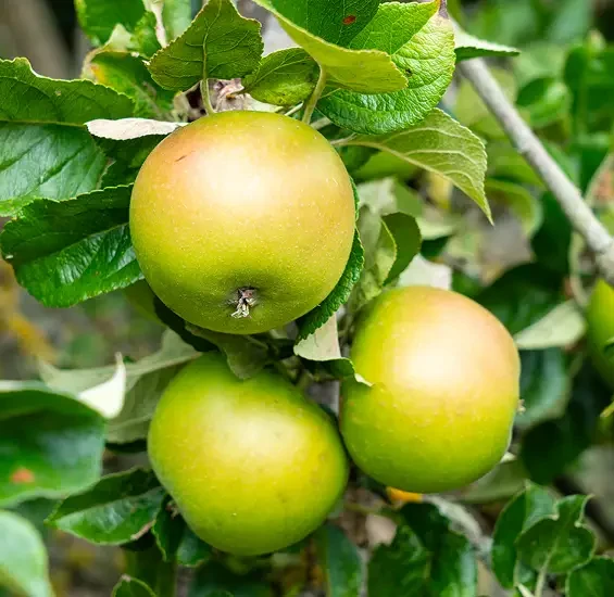 Green apples growing among leaves on a tree