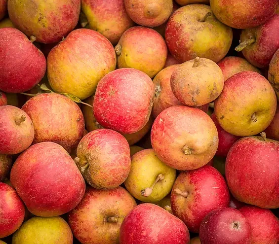 A close view of red and yellow apples piled together