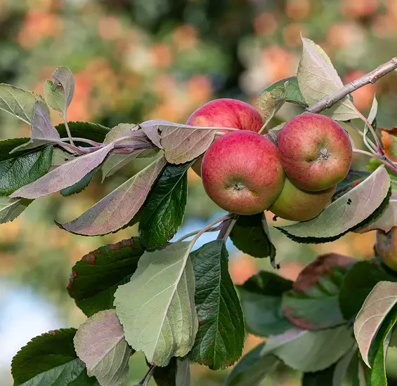 Red apples growing together on a leafy branch