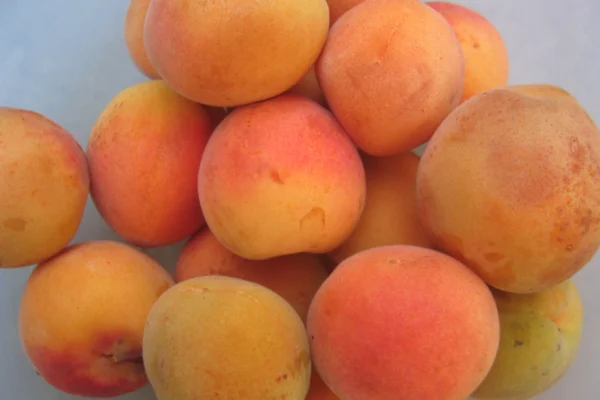 Orange apricots with red blushes