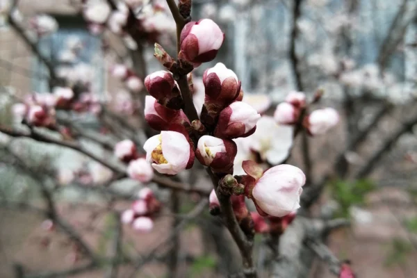 Apricot blossom and pink buds on a branch