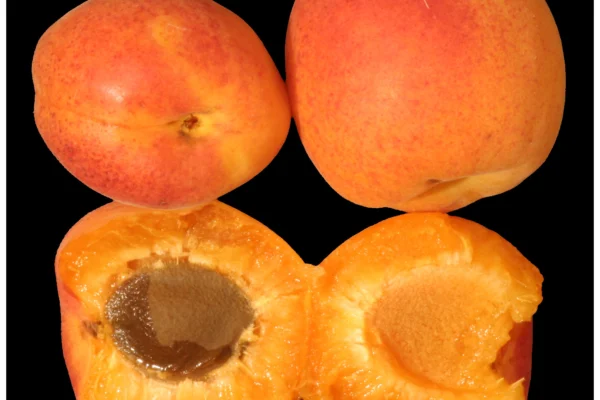 Whole and halved apricots showing orange flesh and stones
