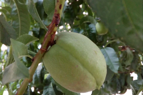 Unripe green apricot growing among leaves