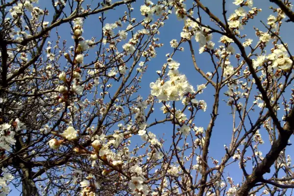 White apricot blossom covering branches against a blue sky
