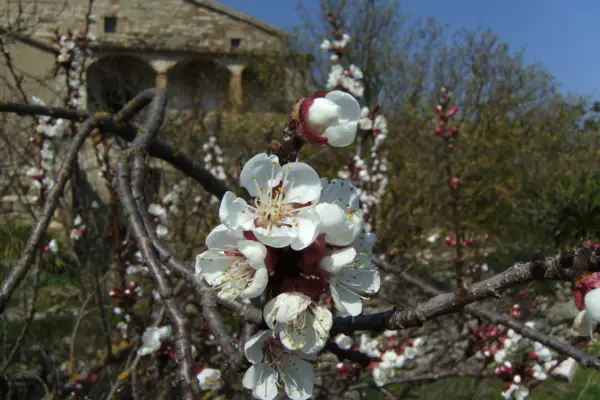 Flowers of Prunus armeniaca Luizet, illustrating apricot blossom structure