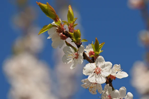 Apricot branch covered with blossom