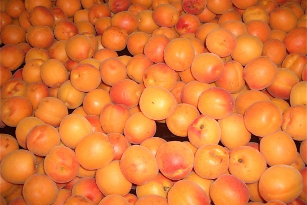 Apricot fruit, Prunus armeniaca