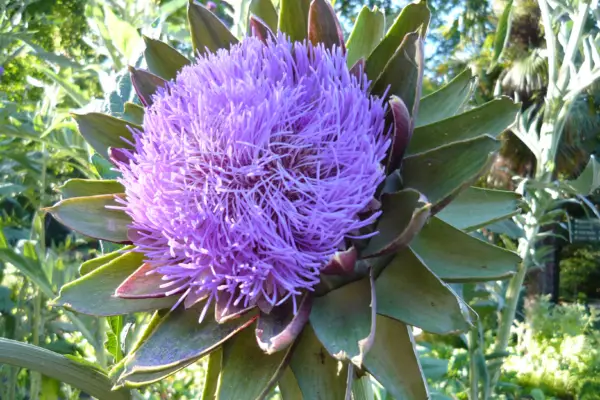 Globe artichoke at the Royal Botanic Garden of Madrid
