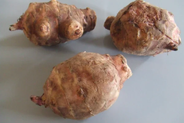 Three knobbly Jerusalem artichoke tubers