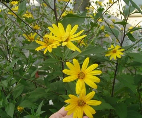 Yellow Jerusalem artichoke flowers among green leaves