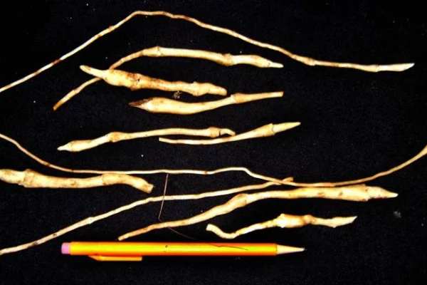 Long, pale Jerusalem artichoke tubers on a dark background