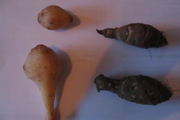 Jerusalem artichoke tubers of different shapes and colours