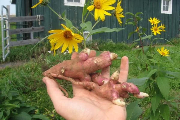 Jerusalem artichoke tubers and yellow flowers