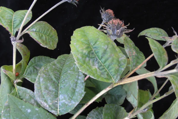 Jerusalem artichoke stem, leaves and seedheads