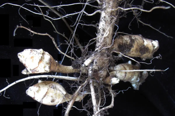 Jerusalem artichoke tubers attached around the base of a stem