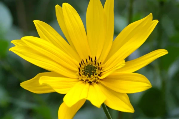 Yellow flowerhead of Helianthus tuberosus