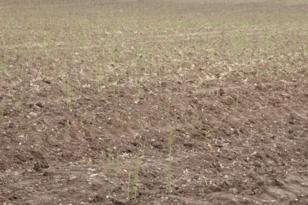 Young asparagus spears emerging from a cultivated field