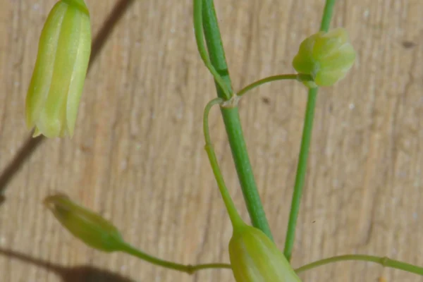 Small hanging asparagus flowers on green stems