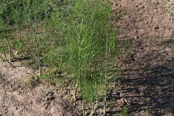 Asparagus plants with tall, feathery green growth