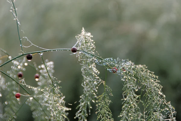 Asparagus officinalis photographed in Münster, Germany