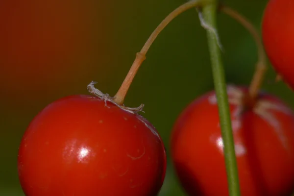 Berries on Asparagus officinalis; these are not edible