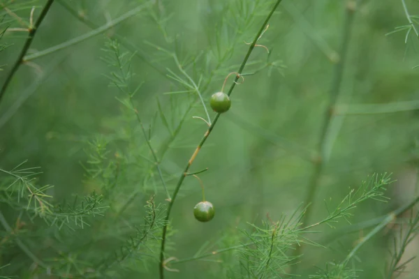 Asparagus officinalis fruiting growth at Bremen Botanic Garden; berries are not edible