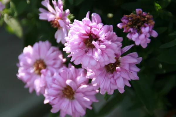 Flowers of New York aster Patricia Ballard