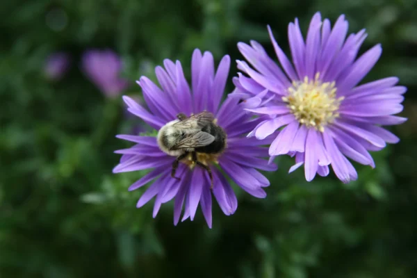 Flowers of garden aster Celeste